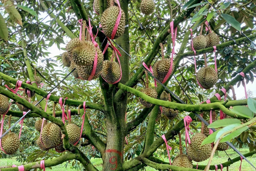 Nhiều 'đại gia' nông nghiệp lãi kỷ lục năm ngoái