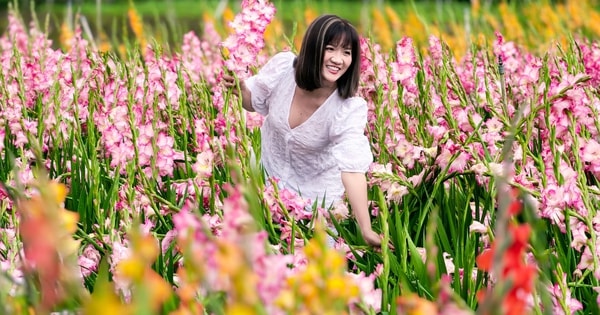 Vườn hoa lay-ơn nở muộn bất ngờ trở nên rất hot ở Đà Lạt