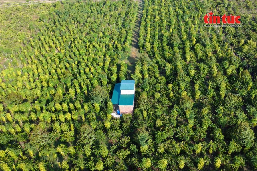 Nông lâm thủy sản xuất siêu 2,08 tỷ USD ngay tháng đầu năm 2026