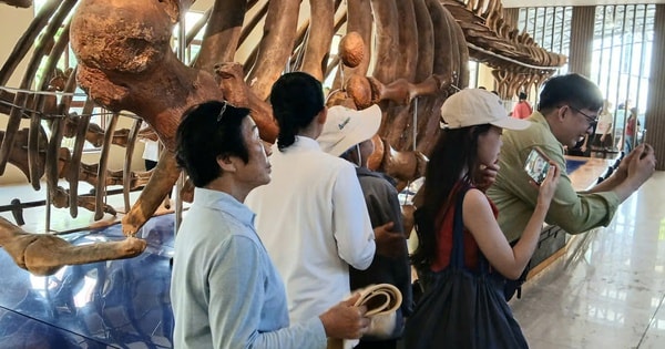 Nườm nượp người đi xem bộ xương động vật quý hiếm khổng lồ ở Khánh Hòa