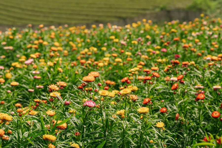 Đồi hoa bất tử - điểm check in mới ở Mộc Châu
