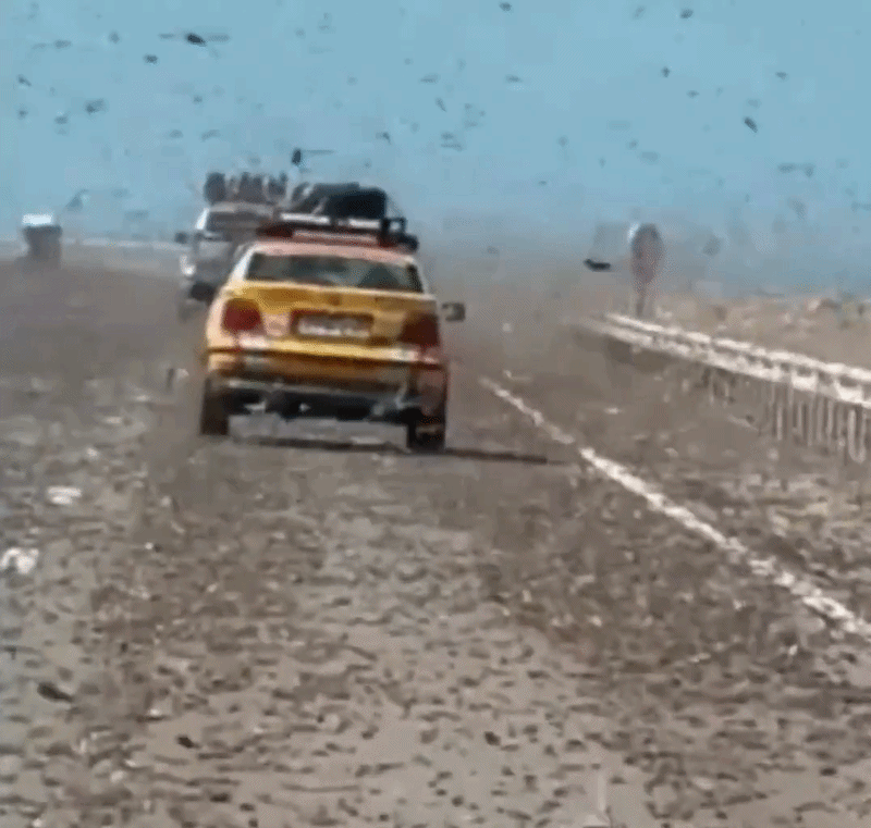 Khoảnh khắc như 'tận thế' khi lái xe qua đàn châu chấu ở Sahara