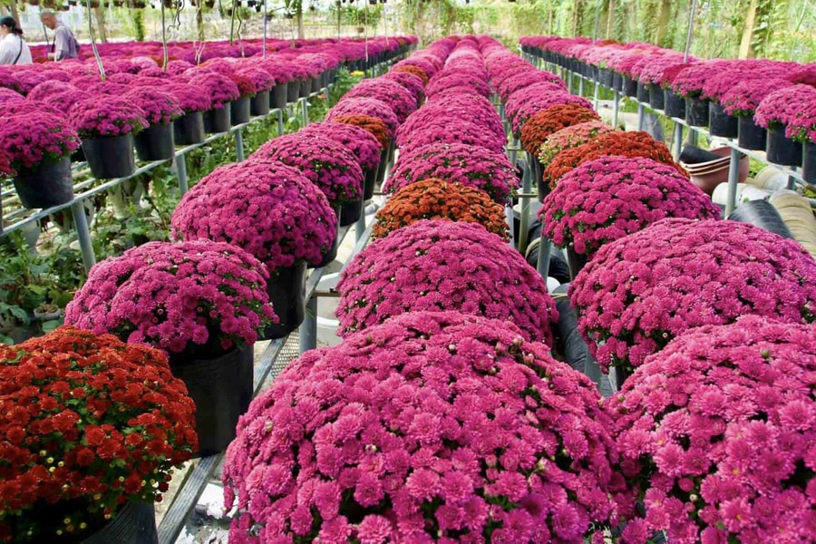 Người Nhật chi hơn 6.000 tỷ đồng mua rau quả Việt