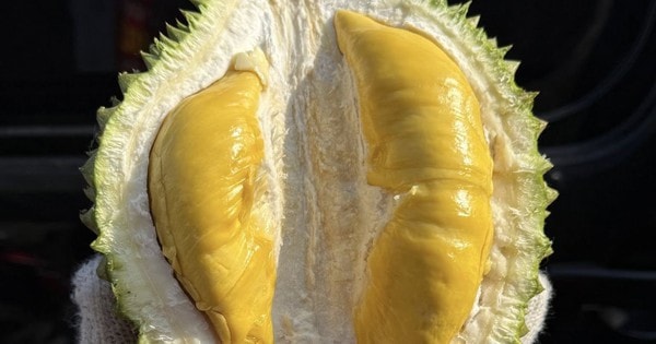 Giá sầu riêng Musang King rẻ đến bất ngờ