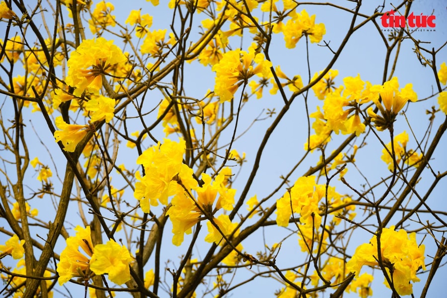 Chị em nô nức 'check-in' cùng sắc vàng hoa phong linh