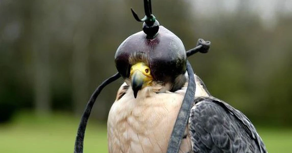 Loài chim đắt đỏ bậc nhất thế giới giá nửa tỷ/con, đi máy bay như “quý tộc”