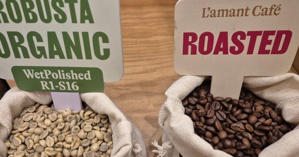 Giá cà phê hôm nay 2-3: Vua xuất khẩu cà phê lý giải diễn biến lạ