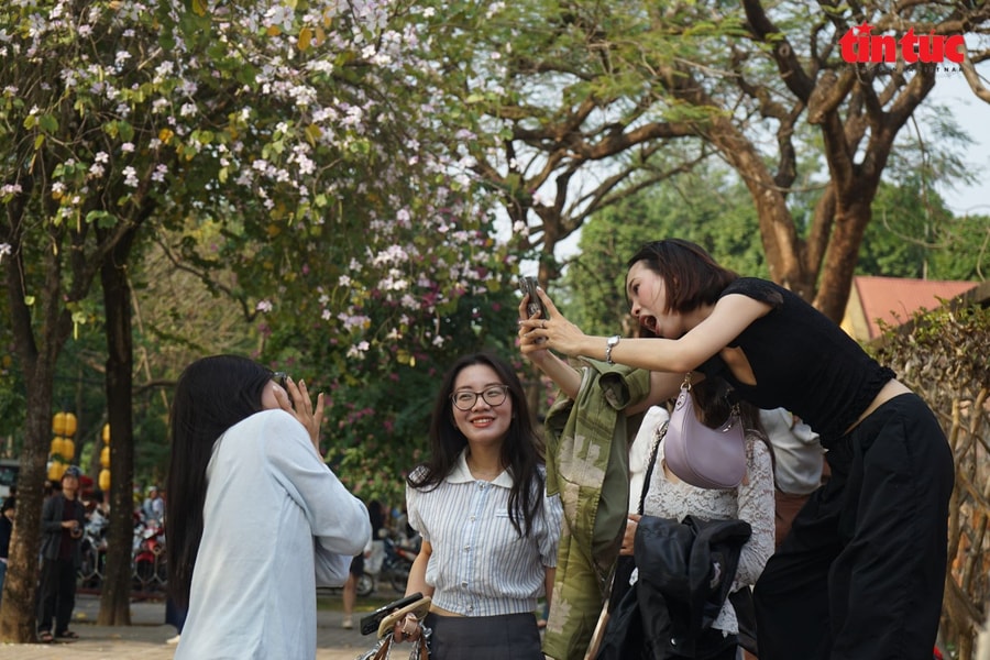 Hoa ban nở trắng phố phường, giới trẻ Hà Nội rộn ràng 'check-in'