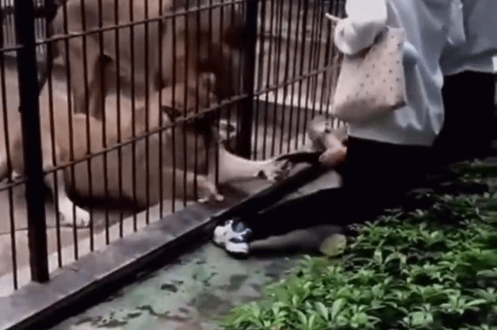 Khoảnh khắc bé gái bị sư tử vồ khi cho ăn ở vườn thú Trung Quốc