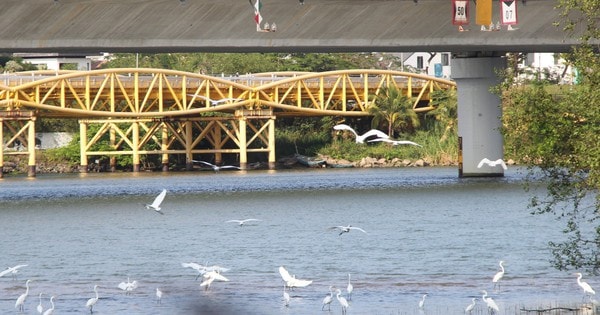 Hình ảnh đàn cò về kiếm ăn bên sông Hàn, giữa trung tâm Đà Nẵng