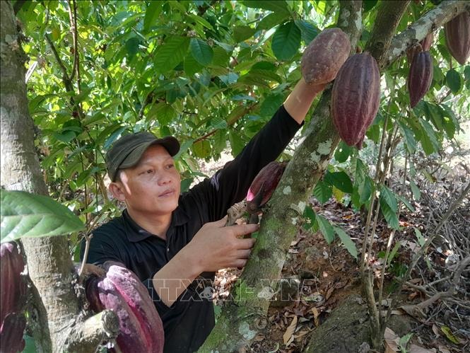 Tối ưu hóa diện tích bằng mô hình đa canh hữu cơ