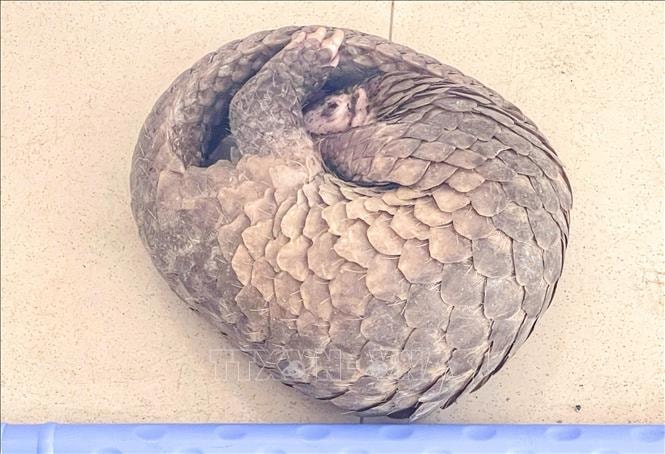 Người dân tự nguyện giao nộp tê tê quý hiếm