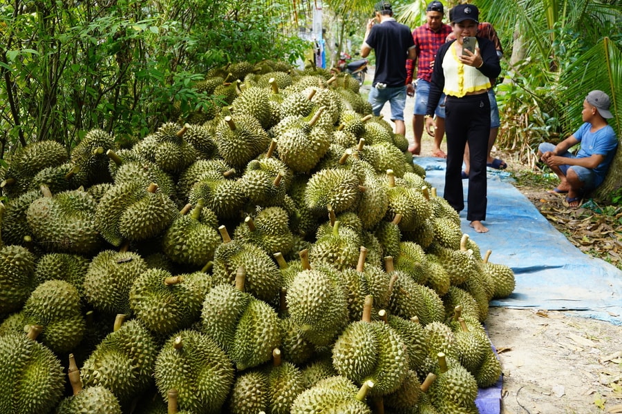 Kim ngạch xuất khẩu sầu riêng tăng vọt
