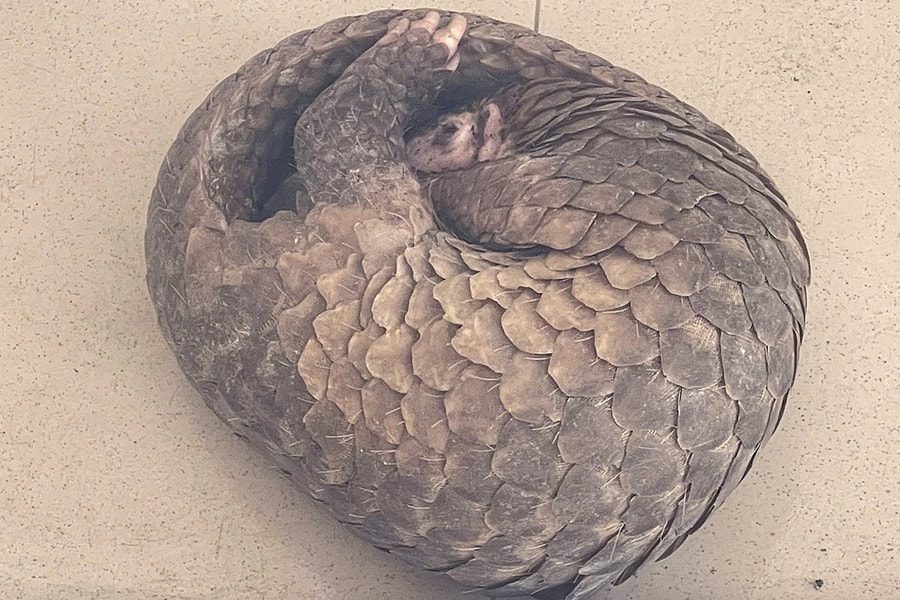 Người dân giao nộp tê tê quý hiếm