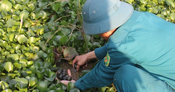 Hà Tĩnh: Nuôi “vàng đen”, nông dân thu tiền triệu mỗi ngày