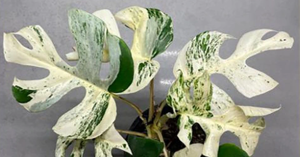 Chiếc lá cây cảnh "độc lạ" có giá nửa tỷ đồng, đại gia bí ẩn chốt ngay