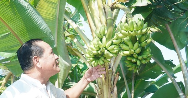 Chuyện lạ ở Cà Mau: Chuối một thân trổ 2 buồng, lão nông nói “chưa từng thấy”