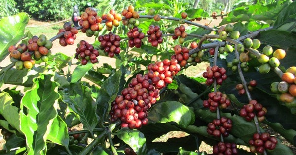 Giá cà phê hôm nay 5-3: Quay đầu tăng, hỗ trợ thích ứng xanh ngành cà phê cho cộng đồng yếu thế
