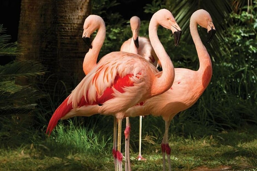 Du khách bắt trộm chim hồng hạc, hành hạ để chụp ảnh