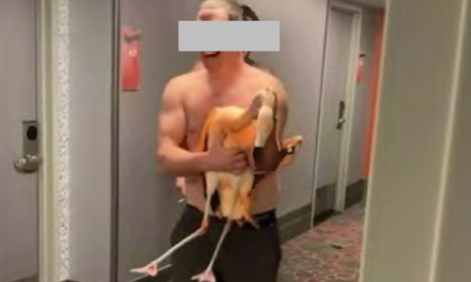 Du khách vướng lao lý vì bắt chim hồng hạc mang lên phòng khách sạn