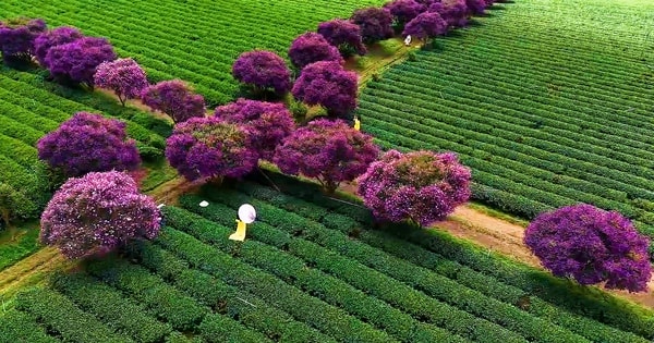 Mê mẩn sắc hoa mua tím biếc nở rộ trên đồi trà ở Lâm Đồng