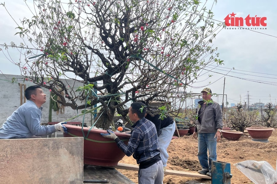 Làng hoa Nhật Tân tất bật vào vụ đào mới