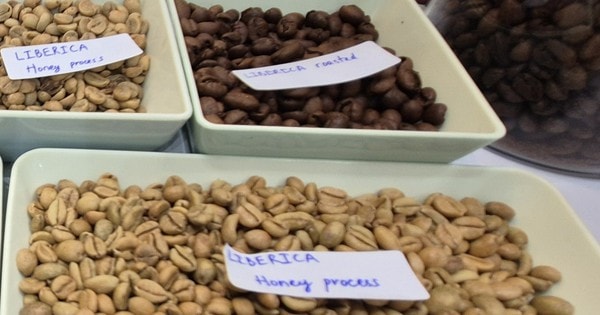 Giá cà phê hôm nay 7-3: Tăng tiếp, một loại cà phê đang được yêu thích vào vụ