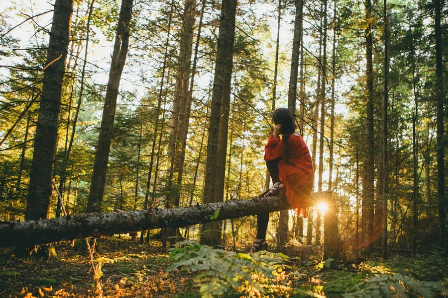 Trải nghiệm tắm rừng ở Nhật Bản để 'chữa lành'