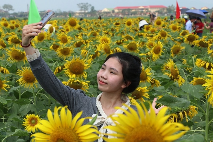 Chủ vườn thắng lợi với vụ hoa hướng dương, quà quê phục vụ khách Trung Quốc