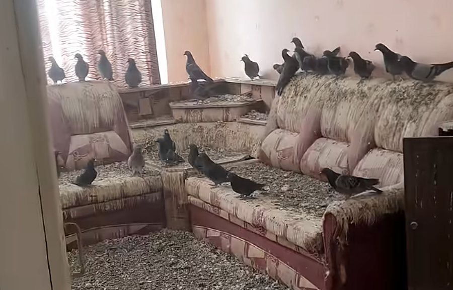 Bị chim bồ câu 'chiếm' nhà vì quên đóng cửa sổ