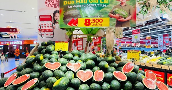 Dưa hấu Gia Lai bán tại ruộng chỉ 5.000 - 6.000 đồng/kg