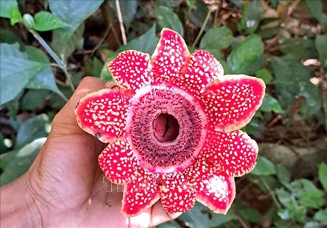 Phát hiện loài hoa quý hiếm Địa nhãn Himalaya trong rừng Phong Nha - Kẻ Bàng