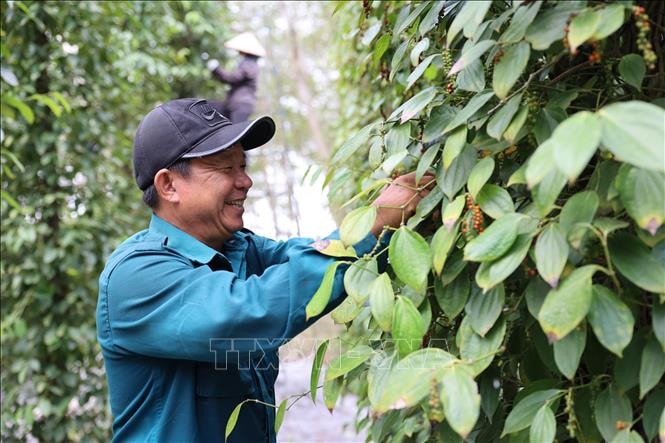 Hồ tiêu được giá, nông dân kỳ vọng vụ mùa bội thu