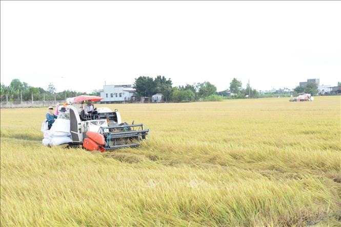 Lúa Đông Xuân được mùa nhưng giá thấp