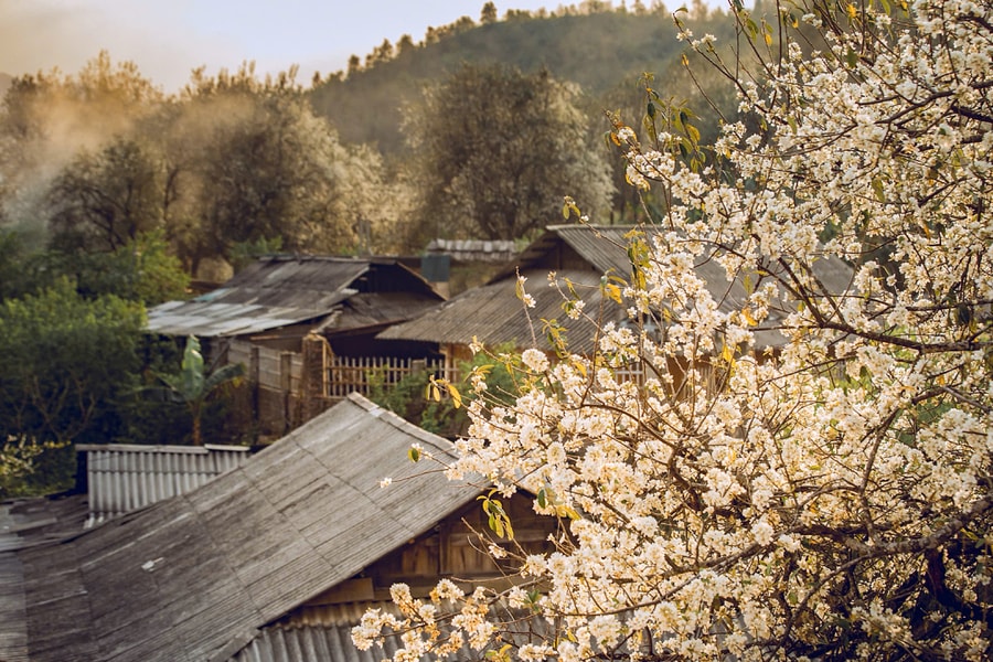 Hoa sơn tra nở trắng bản làng ở Sơn La