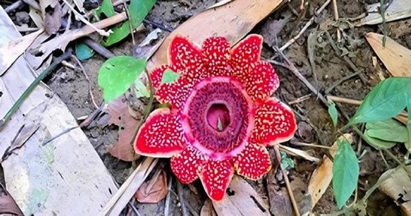 Vườn Quốc gia Phong Nha - Kẻ Bàng: Phát hiện loài hoa quý hiếm Địa nhãn Himalaya