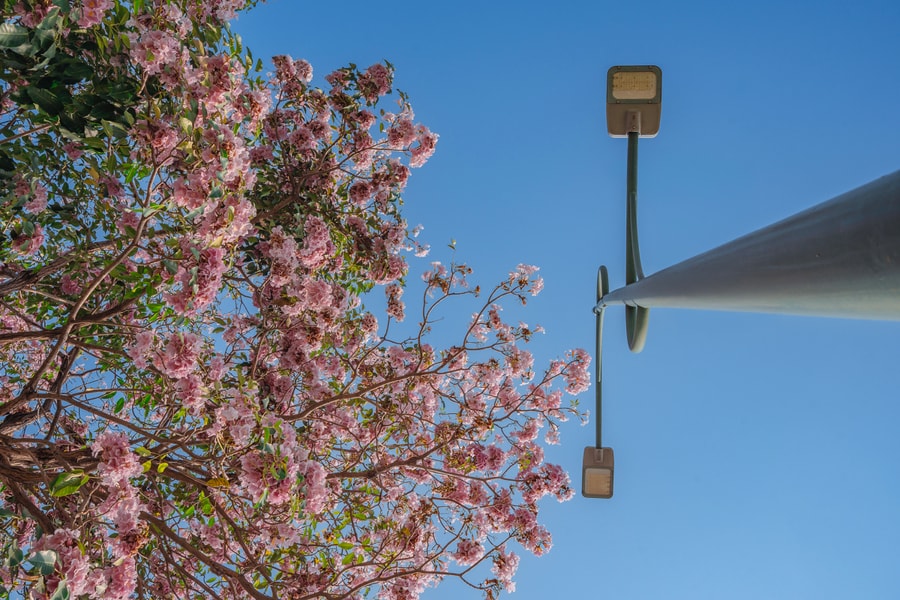 Hoa kèn hồng bung nở khắp tuyến phố Sài Gòn