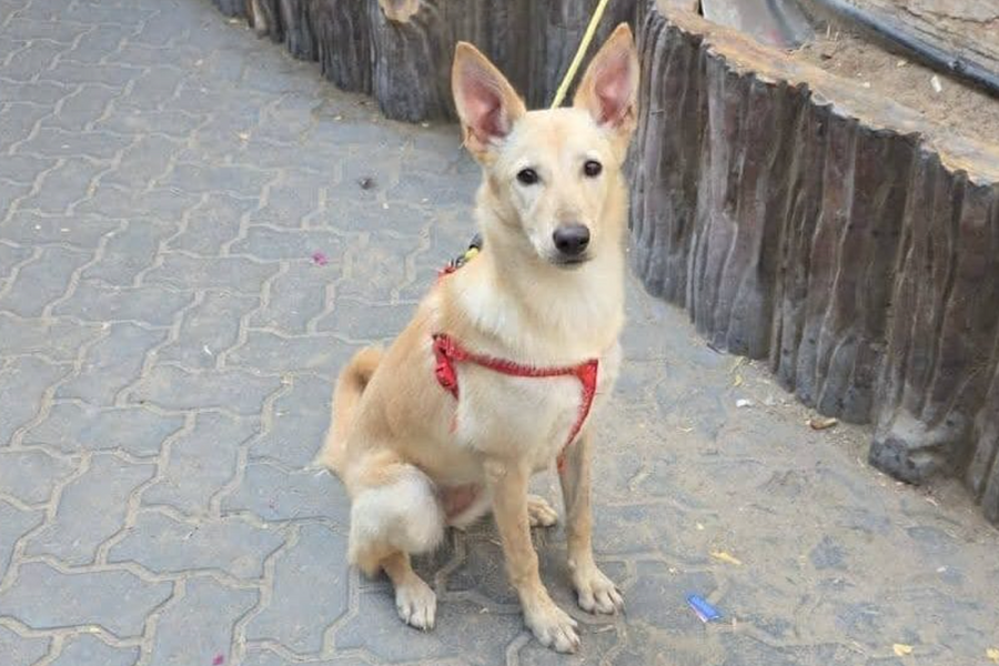 Thú cưng bị bỏ rơi hàng loạt khi chủ chạy khỏi Dubai