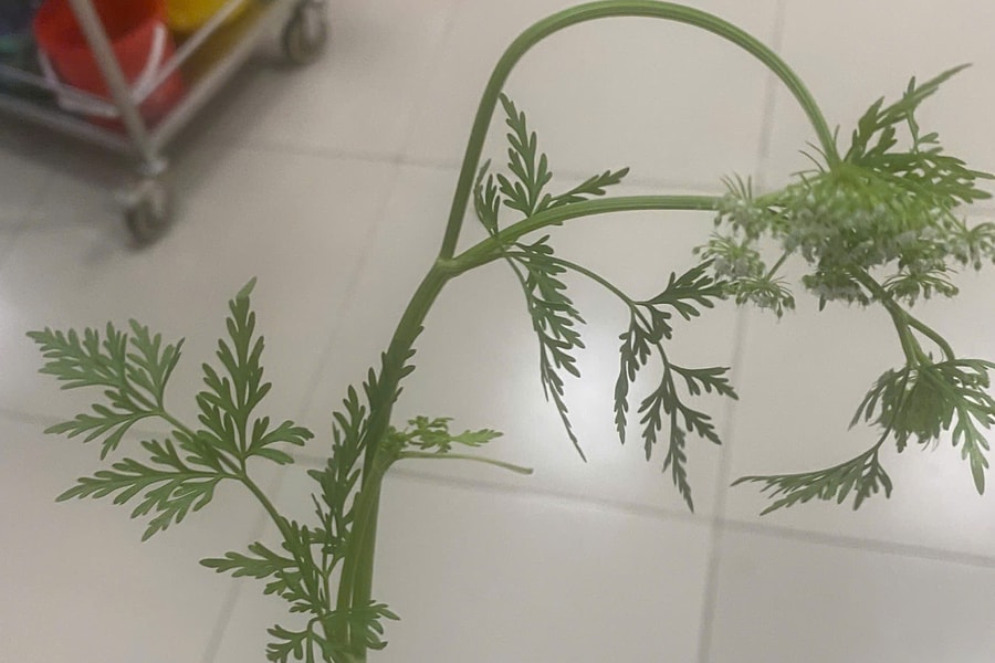 Ăn nhầm cây cần nước độc, ba người nguy kịch