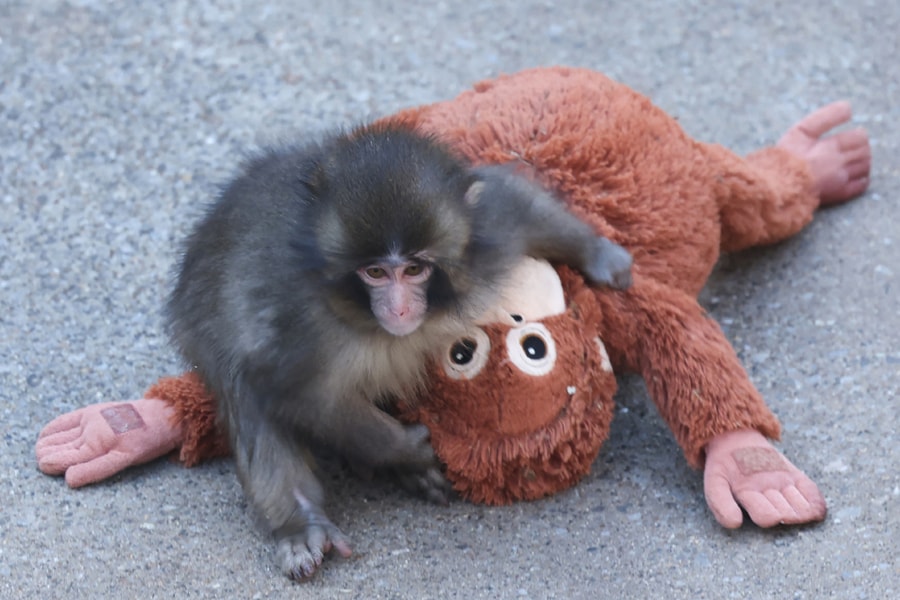 Sở thú Nhật Bản lên tiếng về tin 'khỉ con cô đơn' bị bắt nạt