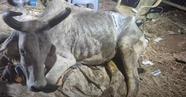 Bụng con bò phình to bất thường, bác sĩ lấy ra thứ đáng sợ