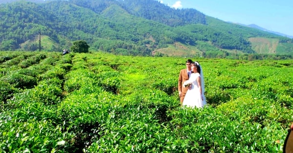 Hương chè Quyết Thắng vùng cao