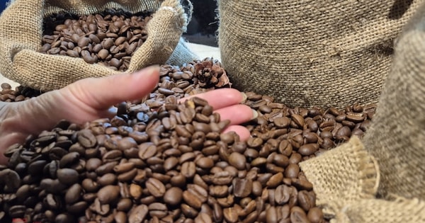 Giá cà phê hôm nay 11-3: Đồng loạt giảm giá, Indonesia sắp bước vào thu hoạch
