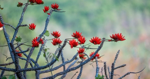 Tháng 3, giới trẻ đổ về núi Bà Đen “săn” ảnh hoa vông nem đỏ rực