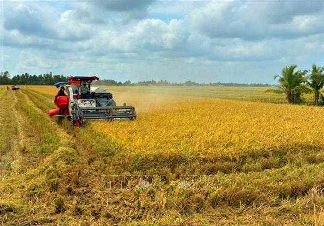 Hạt gạo đặc sản Cà Mau tìm đường ra thị trường quốc tế