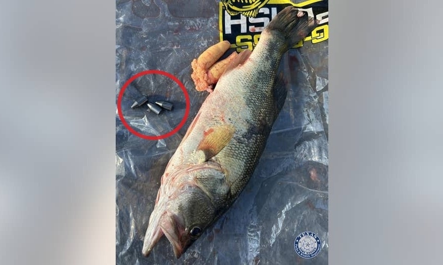 Đối mặt án tù vì nhét chì vào bụng cá để gian lận giành giải thưởng