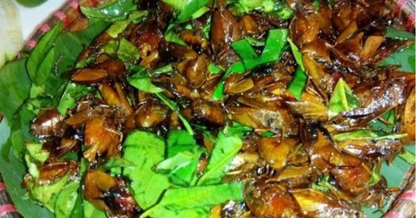 Con đặc sản xưa nhiều người “sợ xanh mặt”, nay thành đặc sản Tây Bắc tiền triệu, dân nhậu mê tít săn lùng