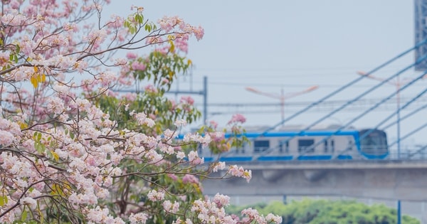 VIDEO: Con đường hoa kèn hồng lãng mạn tại TPHCM
