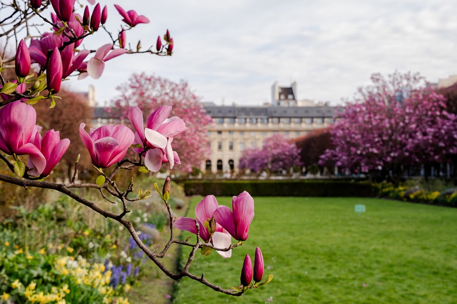 Hoa mộc lan nở rộ trong vườn Hoàng Gia ở trung tâm Paris