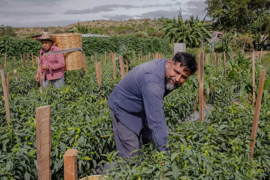 Từ bỏ giấc mơ Mỹ vì nỗi sợ bị trục xuất